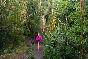 Through the bamboo forest